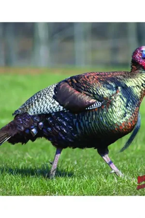 Factory Price | DuraMesh Archery Target Turkey